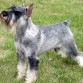 standard schnauzer